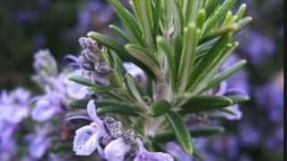 Rosmarinus officinalis