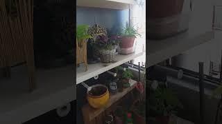 As minhas plantas #plantasdecasa