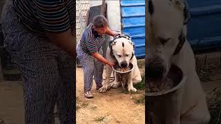 #pets #lover#shorts #shortvideo #viral #trending #youtubeshorts #short #youtube Life With Noman Khan