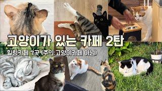 고양이가 있는 카페 모음 2탄고양이 좋아하는 사람들 보세요! (추천카페 7곳,카페나들이,고양이카페 아님)