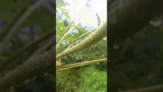 Rain and Plant's ️ #rain #plants #guitar