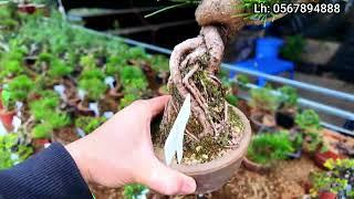 Bonsai mini Nhật Bản ở Hoài Đức, Hà Nội