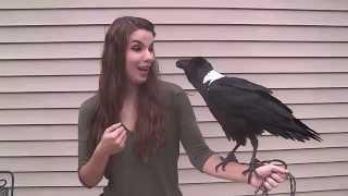 The raven who can TALK! Mindblowing video shows Mischief mimicking humans_Apnewsturk