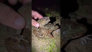 A pair of frogs show humor | funny frogs video | catch funny frogs | fun frog catch jump