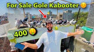 For Sale Gole Kabooter Udte Ladte Huye | Hamare New Kabooter Le Jao ️|