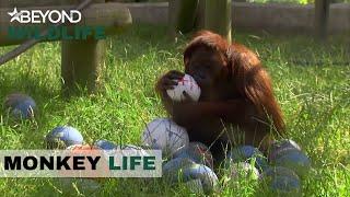 S5E10 | The World Cups Comes To Monkey World | Monkey Life | Beyond Wildlife