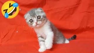 Funniest Animals 2022 Funniest Cats and Dogs  Part 2 | @mihaifrancu shorts