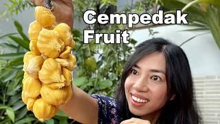 Cempedak Craze: The Exotic Fruit You Need to Try!