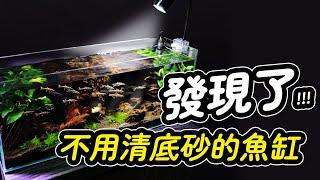 底砂、沉木總是髒兮兮，讓處女座的清潔魚來幫你！Carpet - Searching Fish : Sand Cleaner Yoyo loach.