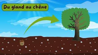 Du Gland au Chêne - Documentaire pour enfants - Sciences ludiques - Fiches GRATUITES 