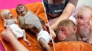 Bibi and Lala get special care from Mom after harvesting papaya!