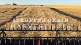 Wheat Harvest 2016 - Alberta, Canada