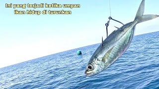 Mancing Ikan Besar Umpan Ikan Hidup Langsung Disambar !! Mancing Ikan Kakap