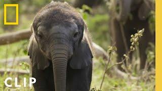 How Elephant Families Communicate and Bond | Secrets of the Elephants