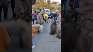  Afghan Hound, Most Lovable & Glamorous dog #switzerland #rhinefalls #ytshorts