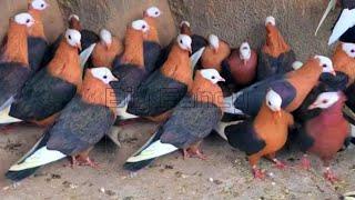 **"Best Fancy Pigeon Farm | Beautiful fancy pigeon Varieties & Amazing Unique Pigeon Breeds"**