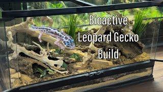 Build a Baby Bioactive Leopard Gecko Enclosure