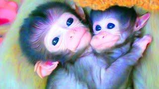 Amazing videos:  show action newborn monkey after mother giving birth new and very wet.