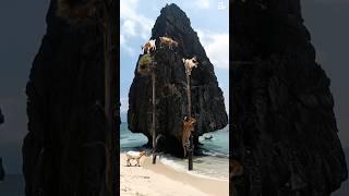  Leopard vs. Goats: Epic Cliff Showdown on a Tropical Beach!  표범 대 염소. #shorts #goat #leopard