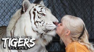 There's A Tiger In My Garden! | LIVING WITH TIGERS SEASON