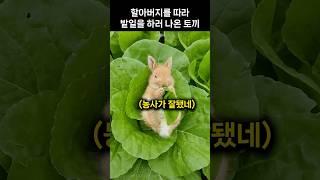 할아버지를 따라 밭일을 하러 나온 토끼