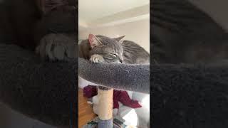 Saturday relaxing Live with Kitties and Book  #kittyantics #cutecat #catlover #funnycats #playful