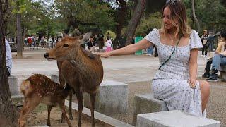 外国人旅行者の驚き | 奈良公園の秋の美しさを満喫 | Nara Park deer  in japan