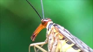 Female Scorpionfly eating a dragonfly