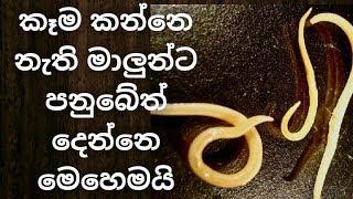 Ornamental Fish Deworming (පනු බෙහෙත් දෙන ක්‍රමය ) FishFix SriLanka