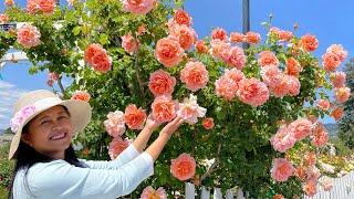 Best Rose Collection I've Ever Seen This Spring! Monterey Bay Rose Society (Pt.1)