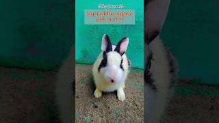 Dhundo bhi mat main Ghar per rehta hoon hamesa  #theglowworld #comedy #funny #cuteanimals
