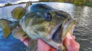 Fall Evening Fishing Smallies