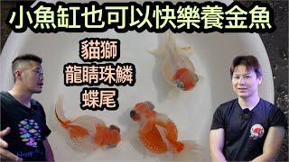 金魚系列-來去山上的魚店尋寶，這次為大家帶來小缸也可以養的很開心的魚種，貓獅金魚、龍睛珠鱗、蝶尾金魚，魚兒生病不要急，分享過來人的經驗