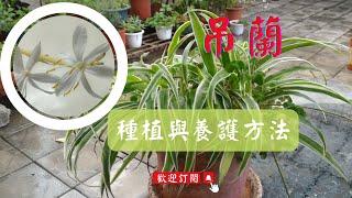 吊蘭的種植技巧及日常養護的方法養成像「綠瀑布」，咕嚕咕嚕地冒穗、竄花...