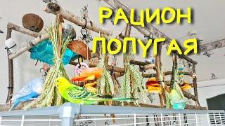 Рацион попугая: чем кормить вашего попугайчика? Подробно о питании #попугай