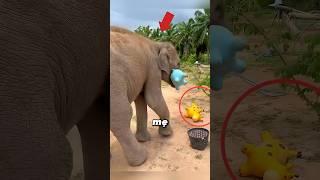 Mẹ Voi Với Sở Thích Sưu Tầm Đồ Chơi #shorts