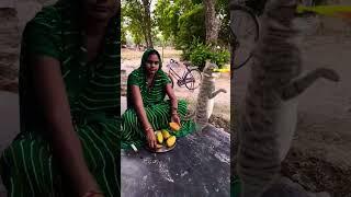Billi  boli  Meow Meow  viral funny cute cat dance