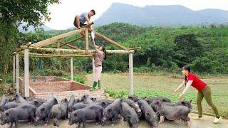 TIMELAPSE 30 Days: Start To Finish Build Pig Pen With Brick And Cement - Buy Piglet To Raise