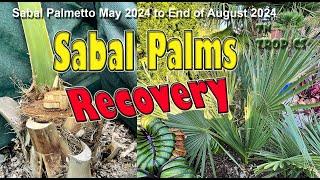 Sabal Palm Recovery