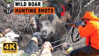 WILD BOAR INVASION: HOW HUNTERS IN PORTUGAL DEAL WITH MILLIONS OF WILD BOARS. #boarhunting #hunting