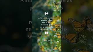 Metamorfosis de las Mariposas #mariposas