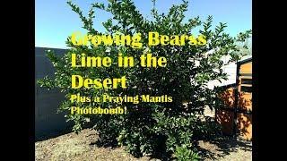 Bearss Lime Tree