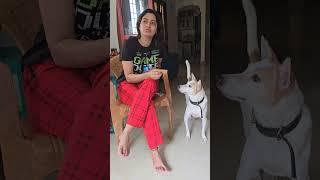 டேய் செவல தாவு டா தாவு   | #comedyshorts #funnyvideo | Sangeetha Says