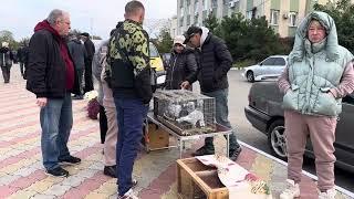 19.10.24г. Ярмарка голубей декоративных птиц и домашней живности Одесская обл. Овидиополь !