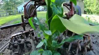 Cultivating Corn with the 67 Farmall 140 #farmall51 #farmall140 #gardening