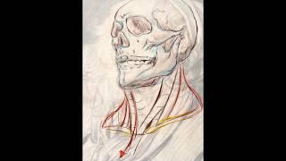 Anatomical Overlay Demo of the Skull and Neck