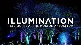 Illumination: Tree Lights at The Morton Arboretum