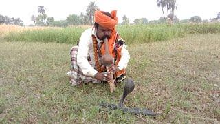 King Cobra Tv, Cobra Snake Bite the Jogi, Snake catching the man, Naag JOGI New video, Safdar JOGI