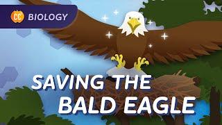 Population Ecology: How We Saved the Bald Eagle: Crash Course Biology #7