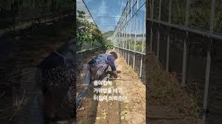 배추를 살려라